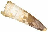Fossil Spinosaurus Tooth - Real Dinosaur Tooth #348663-1